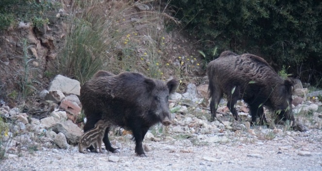 Bodrum'a sessizlik çökünce yaban domuzları şehre indi