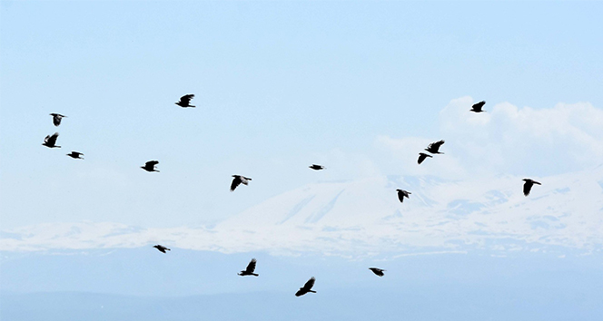Muş Ovası zengin kuş popülasyonuna ev sahipliği yapıyor