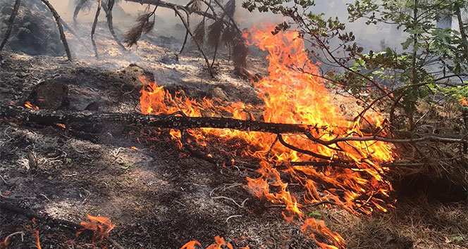 Kızılcahamam'daki Soğuksu Milli Parkı'nda ikinci yangın