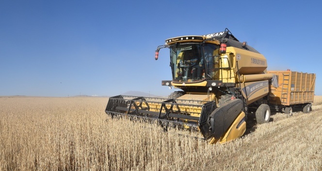 Ahlat’ta 70 bin ton buğday hasadı bekleniyor