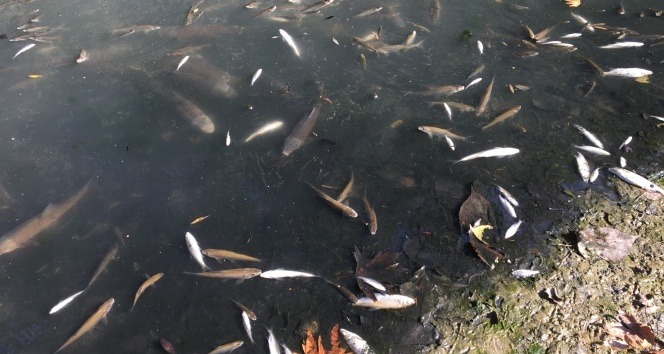 Bartın Irmağı'nda yüzlerce balık ölüsü kıyıya vurdu