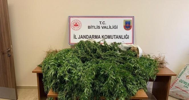 Bitlis’te 94 kilo 850 gram kubar esrar ile 237 kök kenevir ele geçirildi