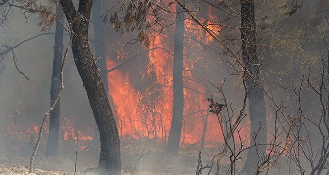 Hatay'da orman yangını: 3 hektar alan zarar gördü