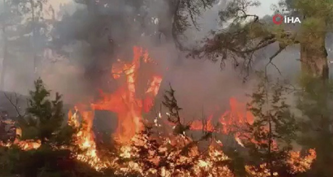 Lübnan'da orman yangını: 14 yaralı