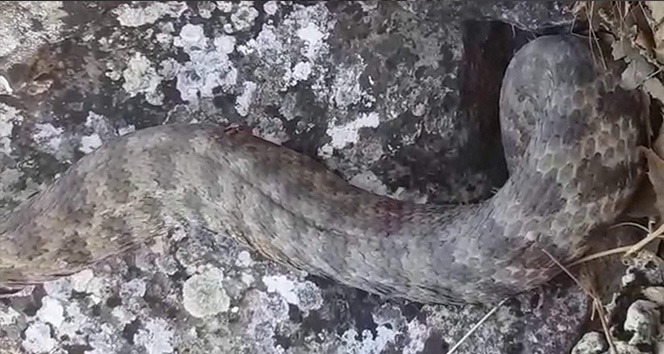 Siirt'te görülen dev yılan paniğe neden oldu