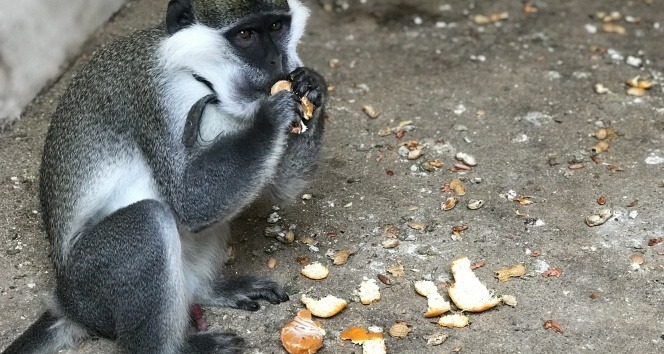Düzce'de sahibinin terk ettiği tropikal maymun yakalanarak koruma altına alındı