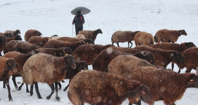 Kar yağışı, hayvanlarını otlatan çobanlara zor anlar yaşattı