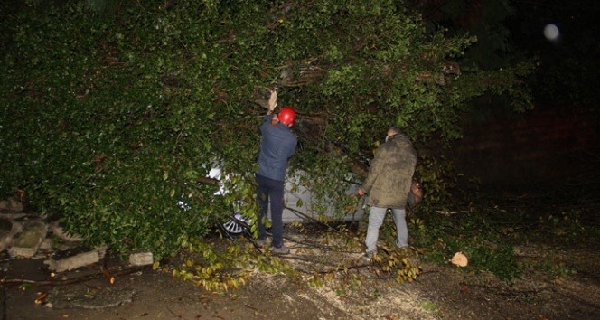 Rize’de 2 araç kökünden kopan ağacın altında kaldı