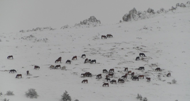Afyon Sandıklı'da yılkı atlarının doğa ile mücadelesi görüntülendi