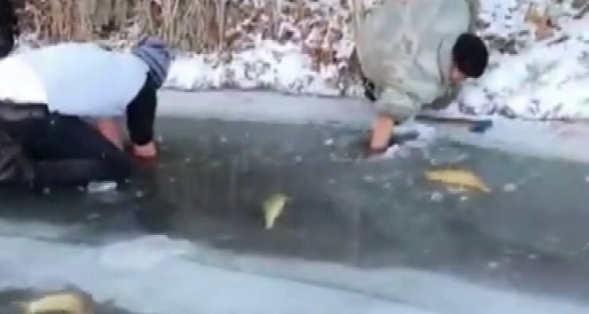 Buz tutan nehirde elleriyle balık avladılar