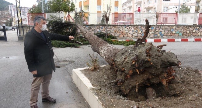 Fırtınaya dayanamayan çam ağacı böyle devrildi