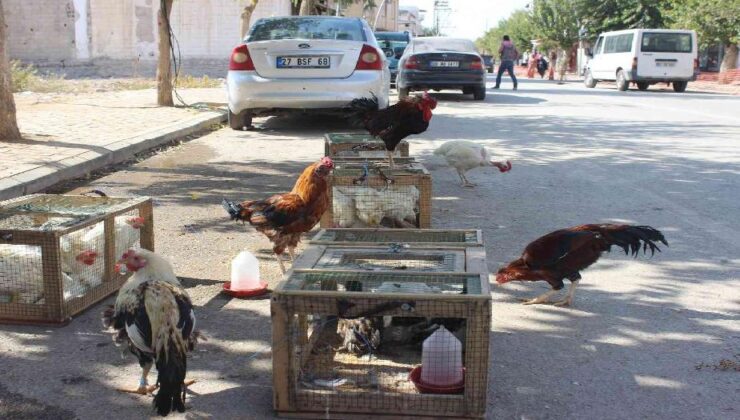 Pandemide tavuk yetiştiriciliği arttı