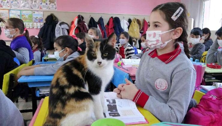 Okula sığınan “Minnoş” kedi, uslu uslu ders dinliyor