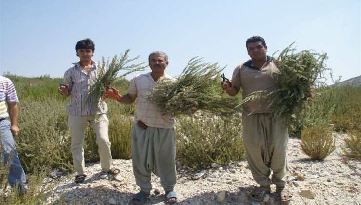 Türkiye’deki biberiye üretiminin yüzde 90’ı Mersin’de yapılıyor