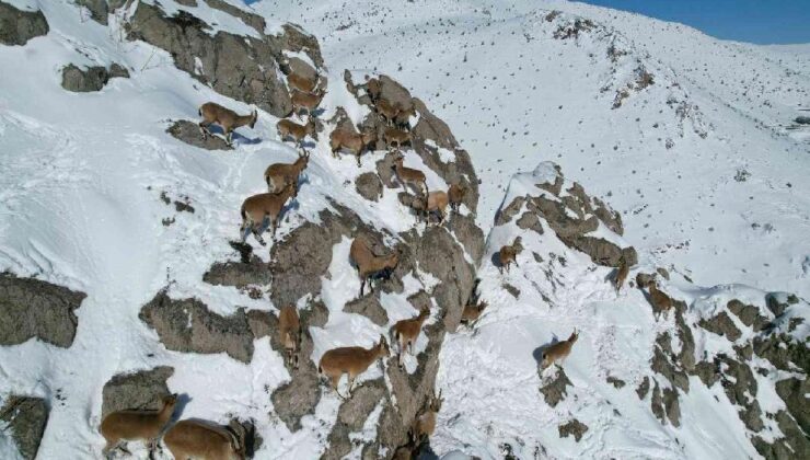 Aladağlar’da dağ keçileri drone ile görüntülendi