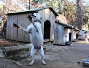 Antalya’da “Yasaklı tür” olan bin 663 adet köpek kayıt altına alındı