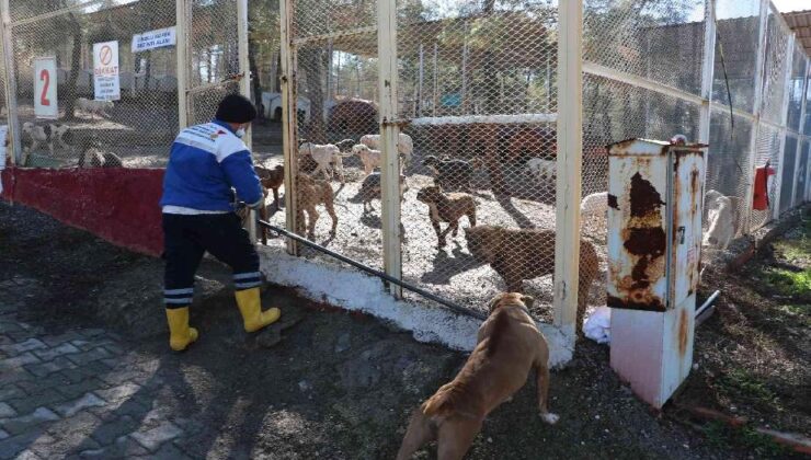 Kahramanmaraş’ta 80’in üzerinde yasaklı ırk köpek toplandı