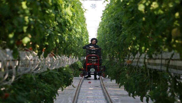 Kara kışta ürettiği domatesleri Avrupa’ya pazarlıyor