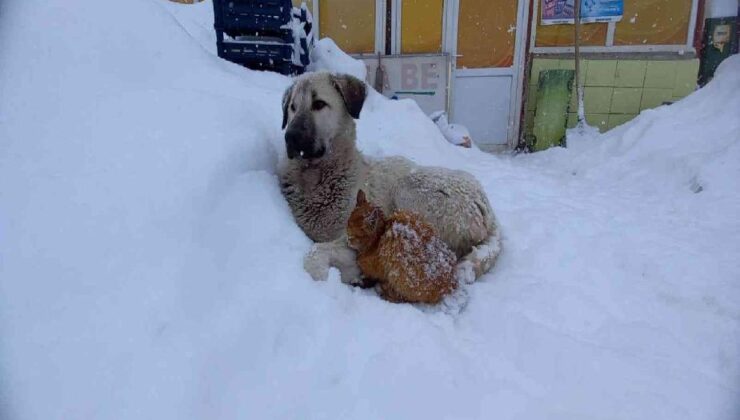 Kedi, kar yağışından korunmak için köpeğe sığındı