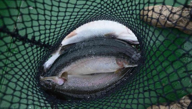 Ordu’da üretilen kültür balıkları Rusya ve Japonya’ya ihraç ediliyor