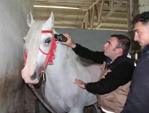 Cirit müsabakaları öncesi atlara ruam testi yapıldı
