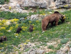 Gümüşhane’de köye inen ve birbiriyle oynayan yavru ayılar kameralarda