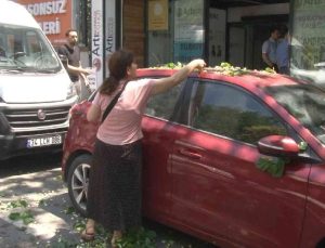Kadıköy’de ilginç anlar: Otomobilin üzerine devrilen ağaçtan dut topladılar