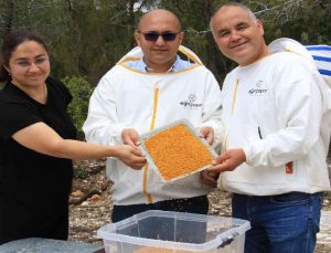 Kilosu 400 TL, milyonlarca arı 100 gramını bir günde topluyor