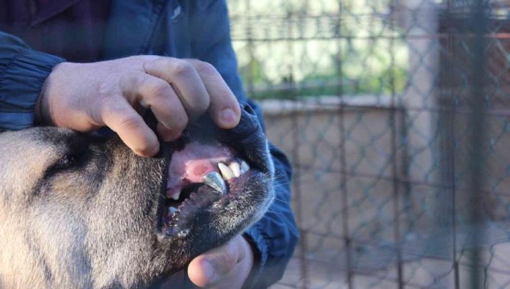 Köpeğine protez diş yaptı