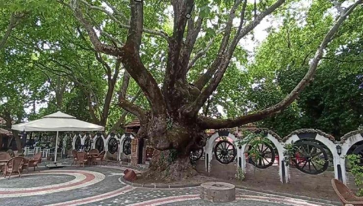 (Özel) Kazdağları’nın eteklerindeki 400 yıllık anıt ağaçlar turizme kazandırılıyor