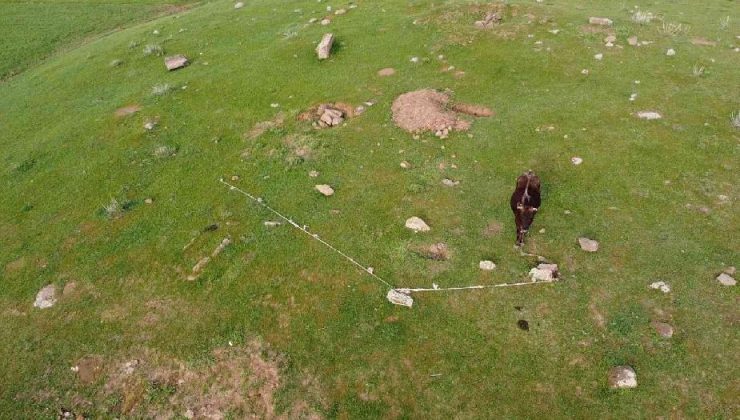 Yaylada mahsur kalan ineği, dron çekimi yapan iki arkadaş kurtardı