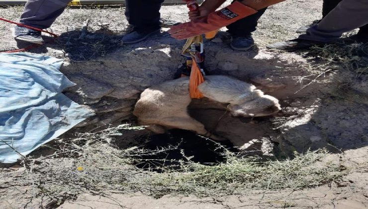 Aksaray’da 4 metrelik kuyuya düşen köpeği AFAD kurtardı