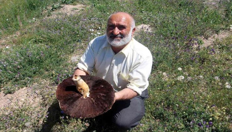Sivas’ta bulunan dev mantar Guinness Rekorlar Kitabına aday